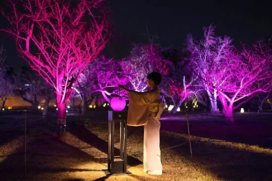 二条城の桜が満開ピークに！　本物の桜とネイキッドの花の体験型アートを楽しもう