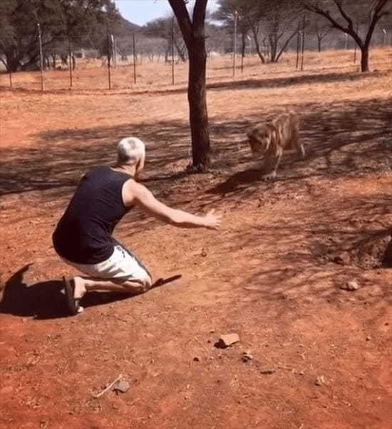 命を救ってくれた飼育員に全力で甘えるライオン！？人間との深い絆を感じる感動的なシーン！