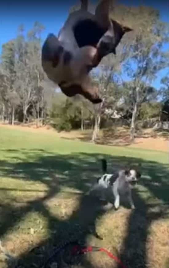 とんでもないジャンプ力を披露する子犬。スゴく高さのあるバク宙を一度だけではなく、二度三度と披露しました【海外・動画】