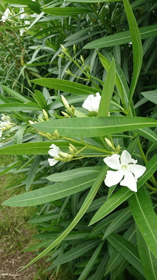 【注意喚起】案外身近な場所にも植えてある！毒性が凄まじい『夾竹桃（きょうちくとう）』に要注意！