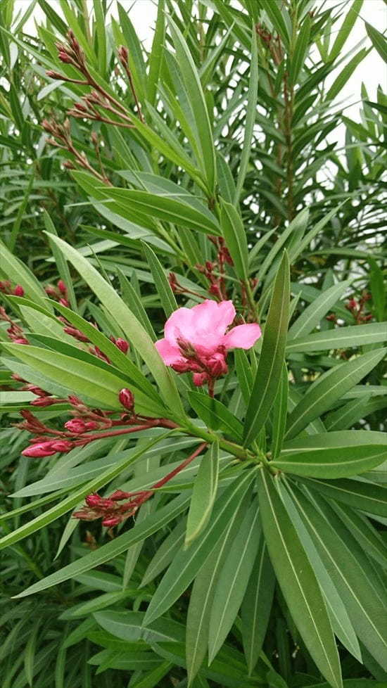 【注意喚起】案外身近な場所にも植えてある！毒性が凄まじい『夾竹桃（きょうちくとう）』に要注意！