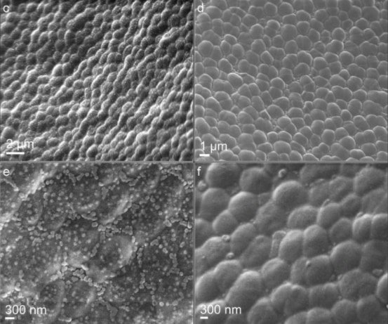 宇宙空間に1年放置されたバクテリアの生存を確認！ 微生物は宇宙遊泳ができる？