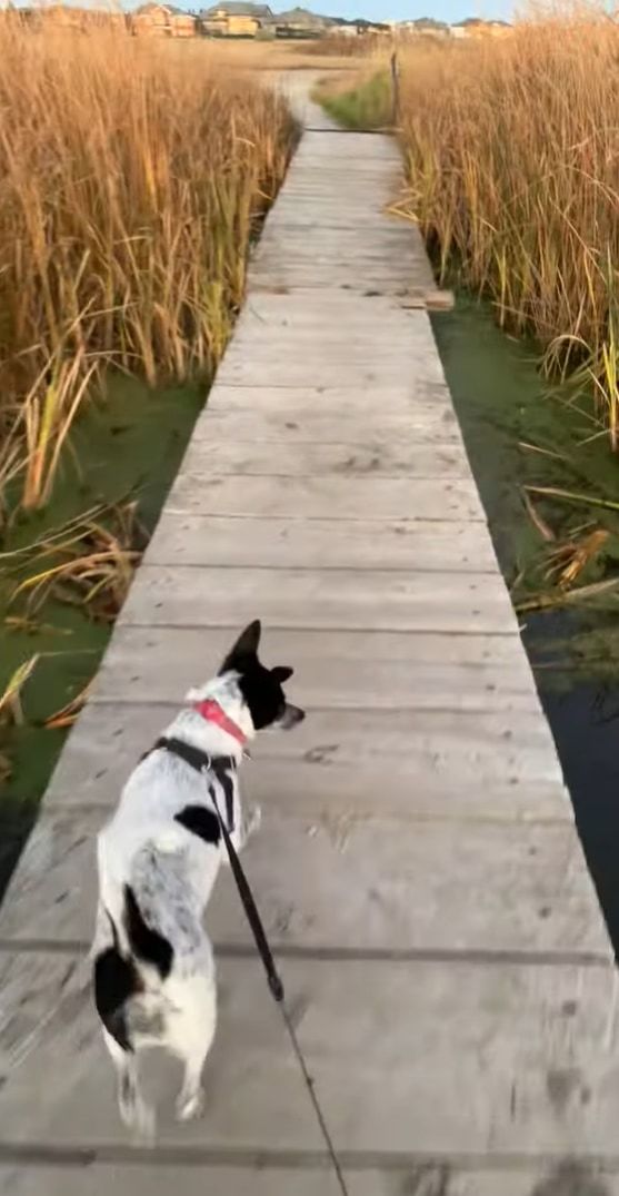 ええっ・・・？！お散歩をしていたら、愛犬がなんと藻を芝生だと勘違いして頭から突っ込んでいきました！！