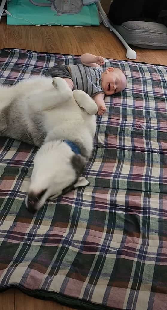 赤ちゃんと床に転がるハスキー犬。子守を買って出たようで、赤ちゃんを笑ってもらおうとゴロゴロ転がったりしてみせます【アメリカ・動画】