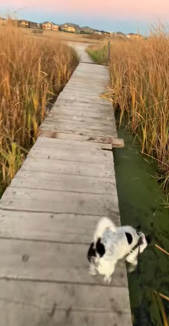 ええっ・・・？！お散歩をしていたら、愛犬がなんと藻を芝生だと勘違いして頭から突っ込んでいきました！！