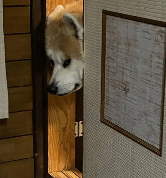 行かないで……物悲しそうな顔で飼い主をチラ見する秋田犬