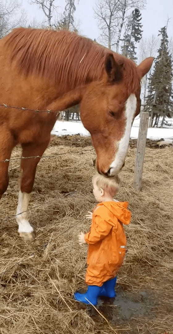 賢い馬と小さな男の子の微笑ましい交流。馬は男の子の額や頭に、男の子は馬の鼻先にキスを交わして挨拶していました【海外・動画】