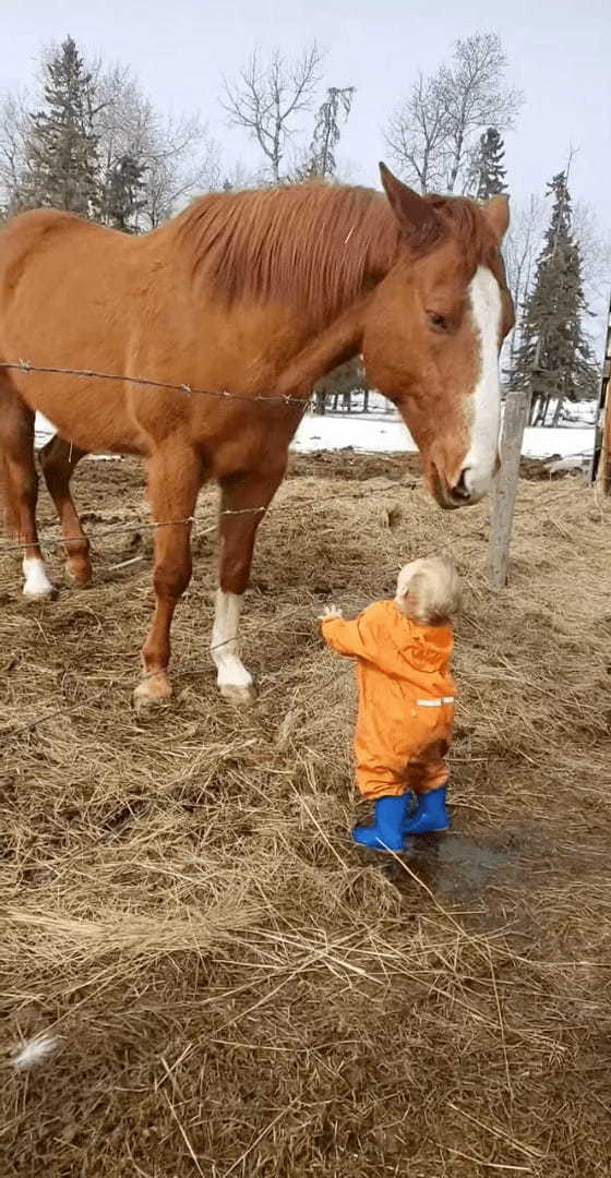 賢い馬と小さな男の子の微笑ましい交流。馬は男の子の額や頭に、男の子は馬の鼻先にキスを交わして挨拶していました【海外・動画】