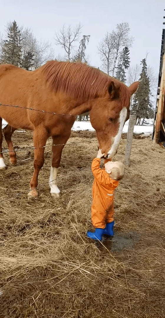 賢い馬と小さな男の子の微笑ましい交流。馬は男の子の額や頭に、男の子は馬の鼻先にキスを交わして挨拶していました【海外・動画】