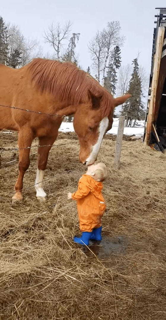 賢い馬と小さな男の子の微笑ましい交流。馬は男の子の額や頭に、男の子は馬の鼻先にキスを交わして挨拶していました【海外・動画】