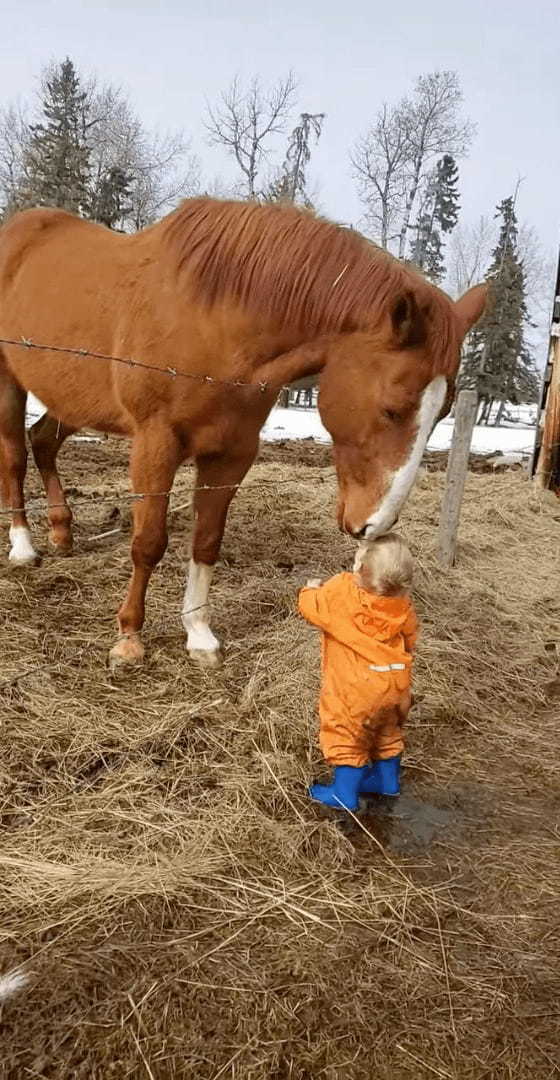 賢い馬と小さな男の子の微笑ましい交流。馬は男の子の額や頭に、男の子は馬の鼻先にキスを交わして挨拶していました【海外・動画】