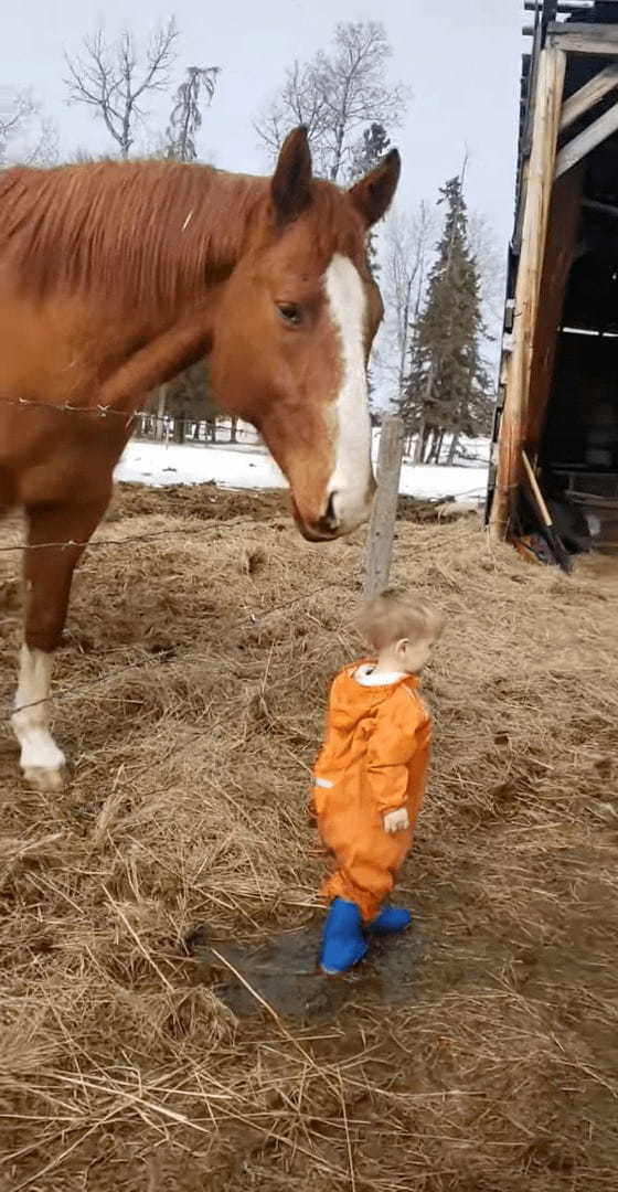 賢い馬と小さな男の子の微笑ましい交流。馬は男の子の額や頭に、男の子は馬の鼻先にキスを交わして挨拶していました【海外・動画】