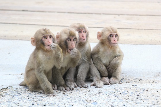 長野・地獄谷野猿公苑（海外でも人気のsnow monkey）snow monkey）