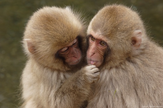 長野・地獄谷野猿公苑（海外でも人気のsnow monkey）snow monkey）