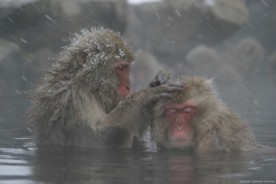 長野・地獄谷野猿公苑（海外でも人気のsnow monkey）snow monkey）