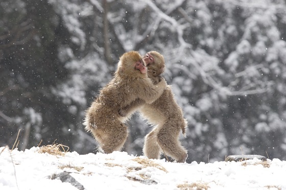 長野・地獄谷野猿公苑（海外でも人気のsnow monkey）snow monkey）