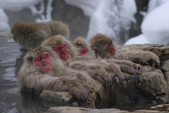 長野・地獄谷野猿公苑（海外でも人気のsnow monkey）snow monkey）