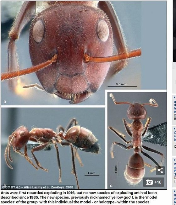 巣を守るために「自爆」する“特攻アリ”が存在！ 自己犠牲の意味とは？