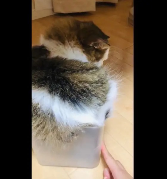 やればできるはずニャ! 意地でも箱に収まろうとする愛猫奮闘記