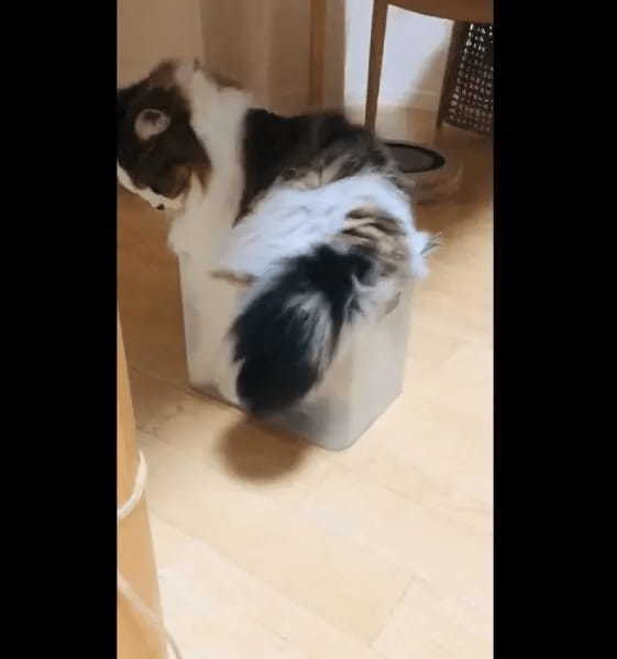 やればできるはずニャ! 意地でも箱に収まろうとする愛猫奮闘記