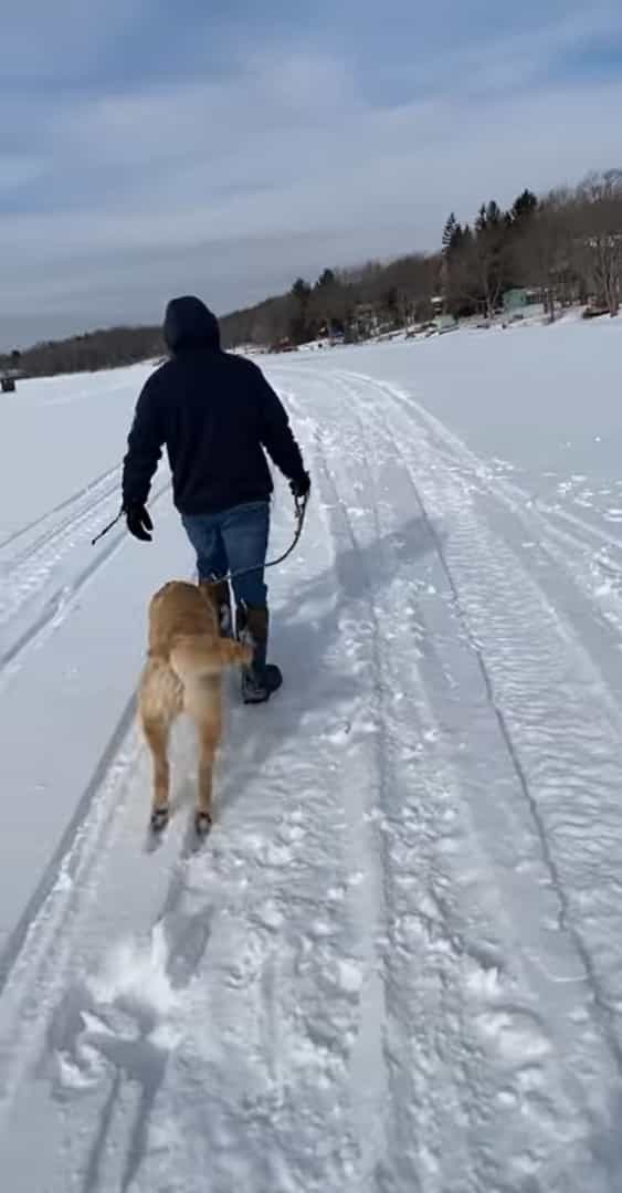 雪の中を進むのが大好きなゴールデンレトリバー。地面に転がるようにして滑っていくその姿はとても楽し気です！！【アメリカ・動画】