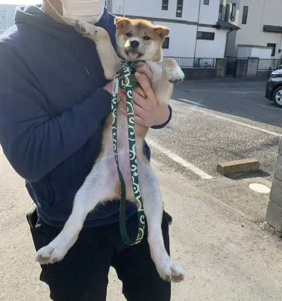 飼い主の抱っこが大好きな柴犬さん　お散歩時も歩くより抱っこを催促