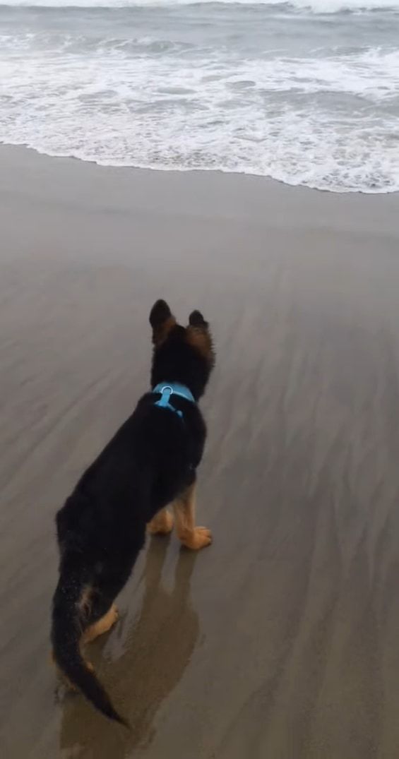 初めて海に来たジャーマンシェパードの子犬。生まれてこのかた見たことのない○○にビックリしたみたいで・・・