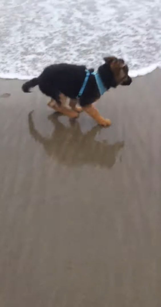 初めて海に来たジャーマンシェパードの子犬。生まれてこのかた見たことのない○○にビックリしたみたいで・・・