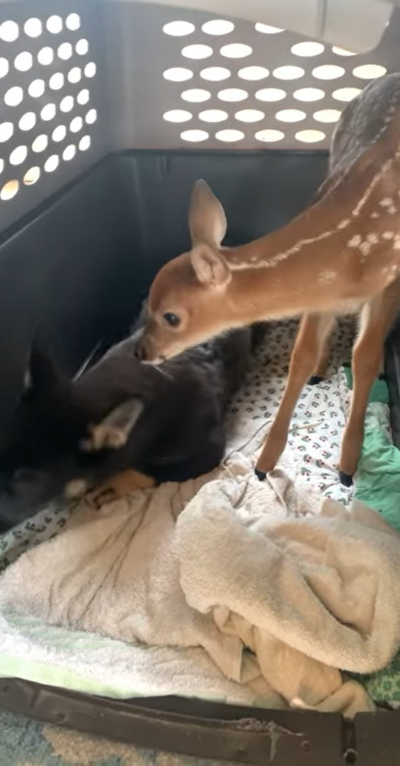 母親とはぐれた子鹿を救助！そこで子犬のクレートに入ってもらったのですが・・、子犬的にこの子鹿はお客さんではなく侵入者だったようです