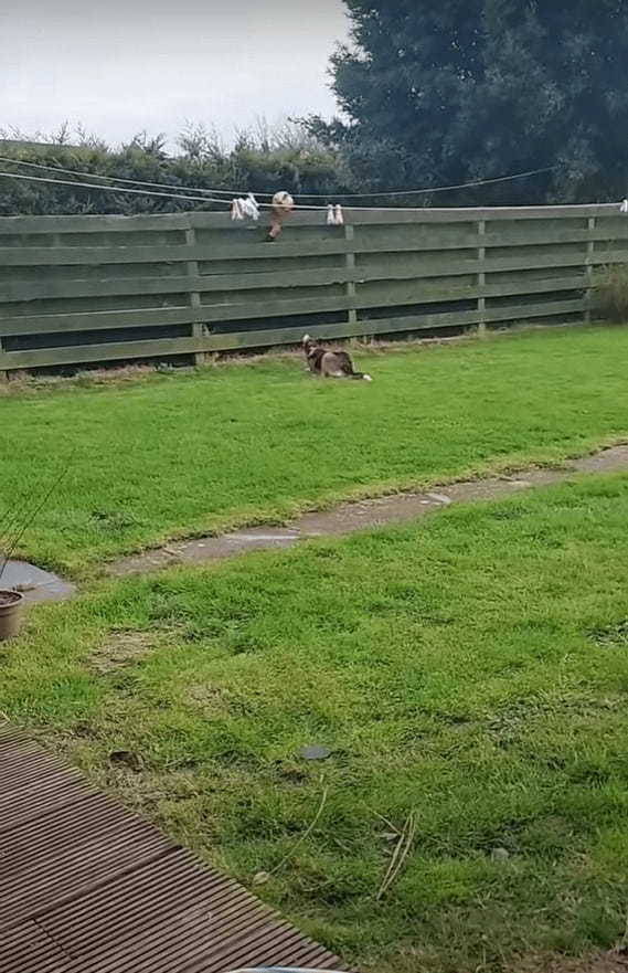 フェンス越しでお隣さんにボール遊びをしてもらう愛犬。ボールを投げるに準備するお隣さんの様子がなんだかシュール【海外・動画】