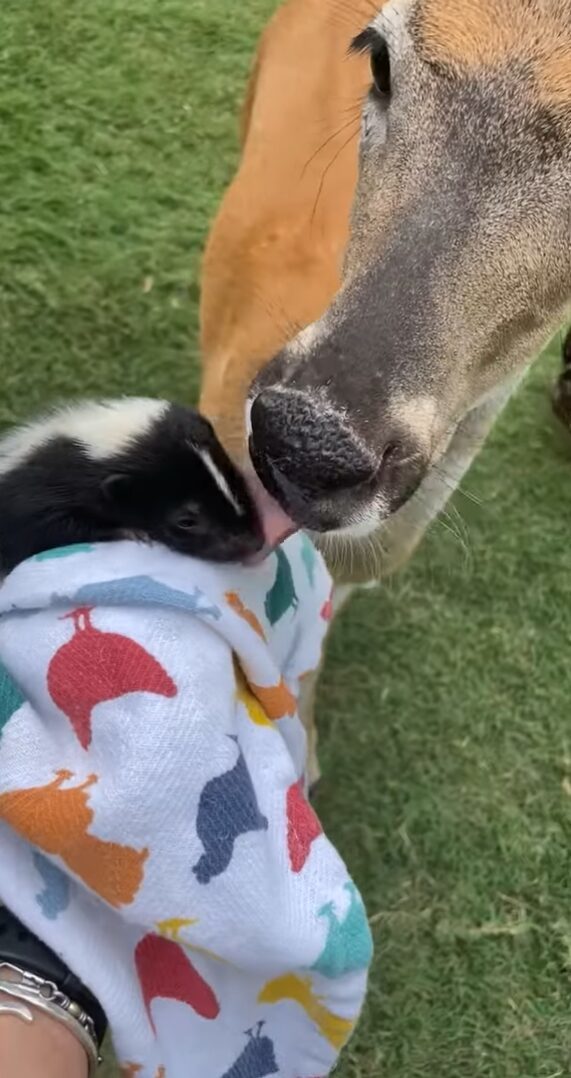 やさしい世界。ひとりぼっちになったスカンクの赤ちゃんは心温かいシカに出会った！！【アメリカ・動画】