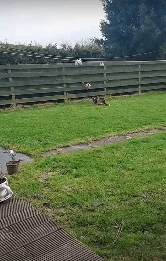 フェンス越しでお隣さんにボール遊びをしてもらう愛犬。ボールを投げるに準備するお隣さんの様子がなんだかシュール【海外・動画】