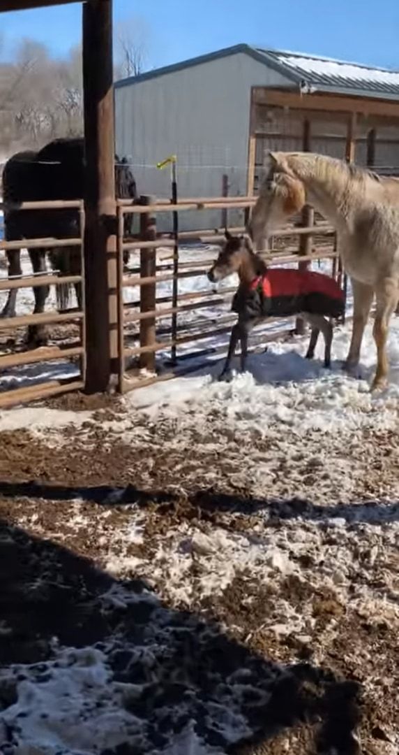 生まれて2日目の子馬。初めて厩舎を出ましたが初めて見る外の世界で・・・、さっそくハプニングに遭ってしまいました！！