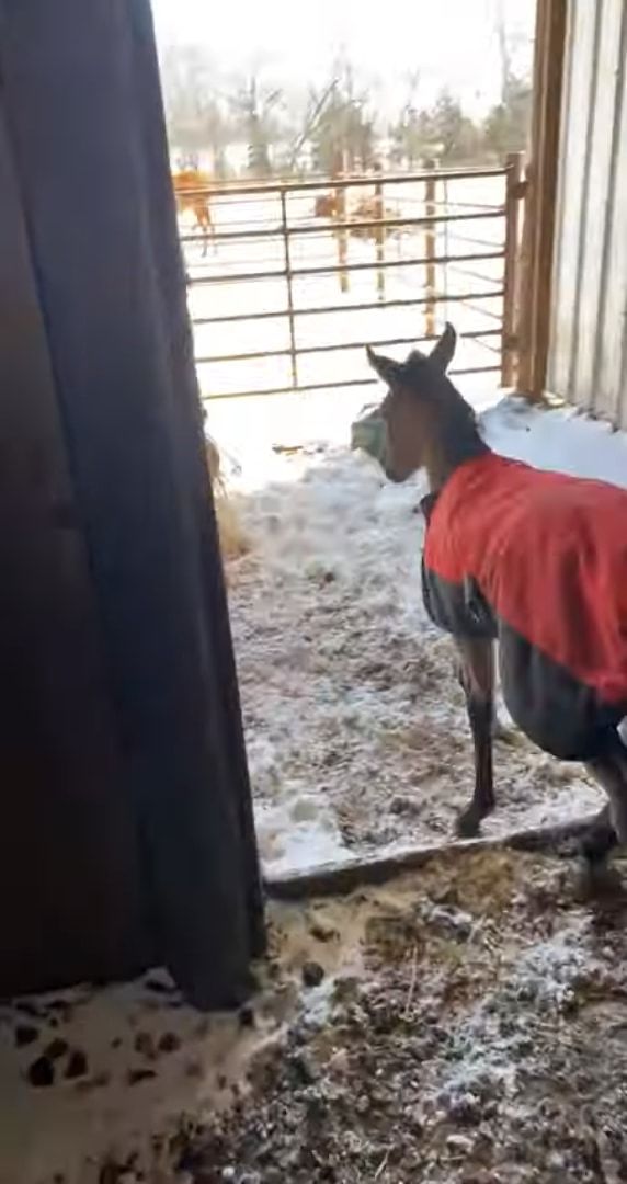 生まれて2日目の子馬。初めて厩舎を出ましたが初めて見る外の世界で・・・、さっそくハプニングに遭ってしまいました！！