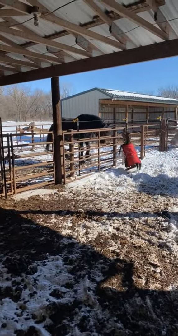 生まれて2日目の子馬。初めて厩舎を出ましたが初めて見る外の世界で・・・、さっそくハプニングに遭ってしまいました！！