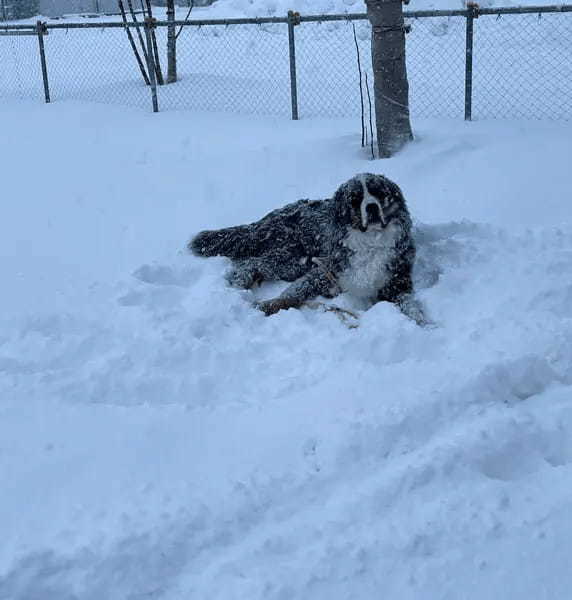 雪だ！！絶対外にいるワン！雪が好きすぎて部屋にはいりたがらない大型犬