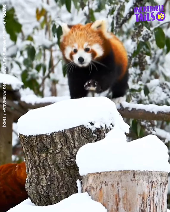 レッサーパンダだって初めての雪は大喜び！元気いっぱい雪遊びをする2匹のレッサーパンダが可愛すぎる！