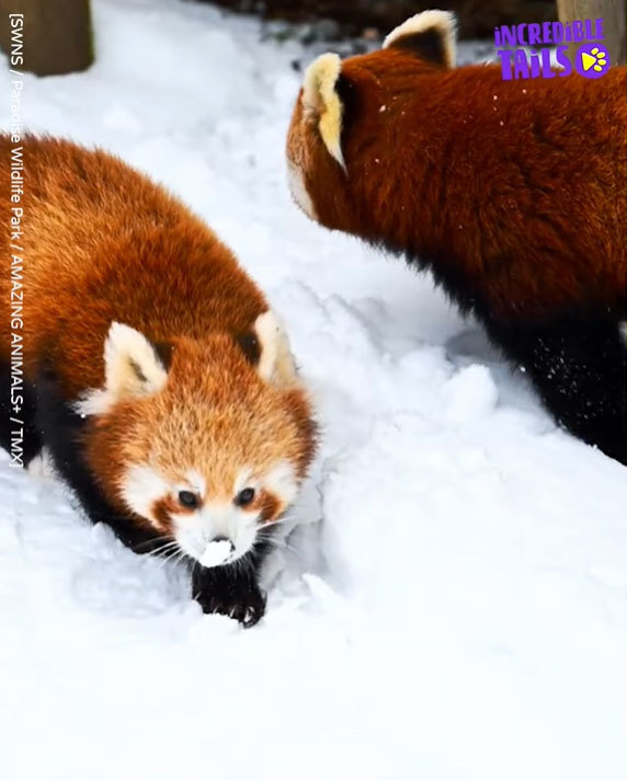 レッサーパンダだって初めての雪は大喜び！元気いっぱい雪遊びをする2匹のレッサーパンダが可愛すぎる！