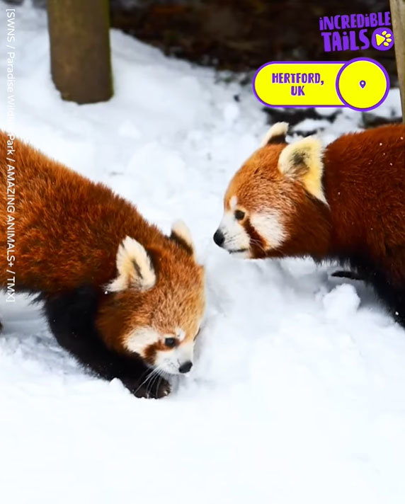 レッサーパンダだって初めての雪は大喜び！元気いっぱい雪遊びをする2匹のレッサーパンダが可愛すぎる！