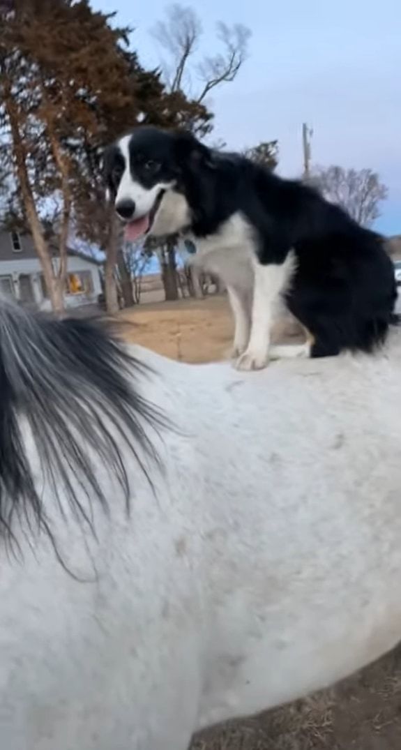 この犬は乗馬してお散歩したい？ヨイショヨイショと白馬の背に乗る犬