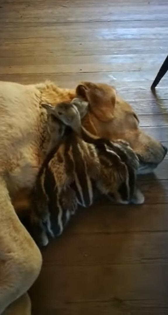 みんなで仲良くお昼寝の時間！アヒルのヒナたちは親代わりの犬のぬくもりを感じながら寝たい！！【海外・動画】