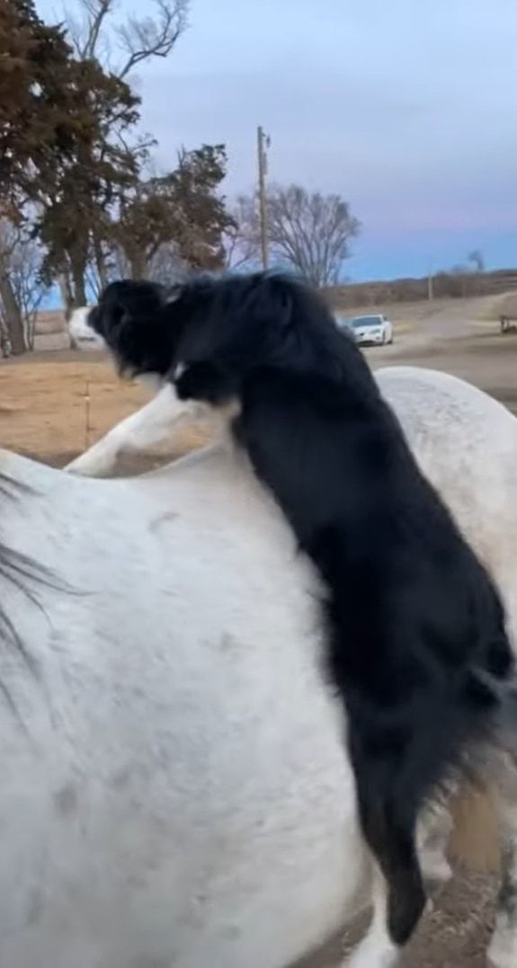 この犬は乗馬してお散歩したい？ヨイショヨイショと白馬の背に乗る犬