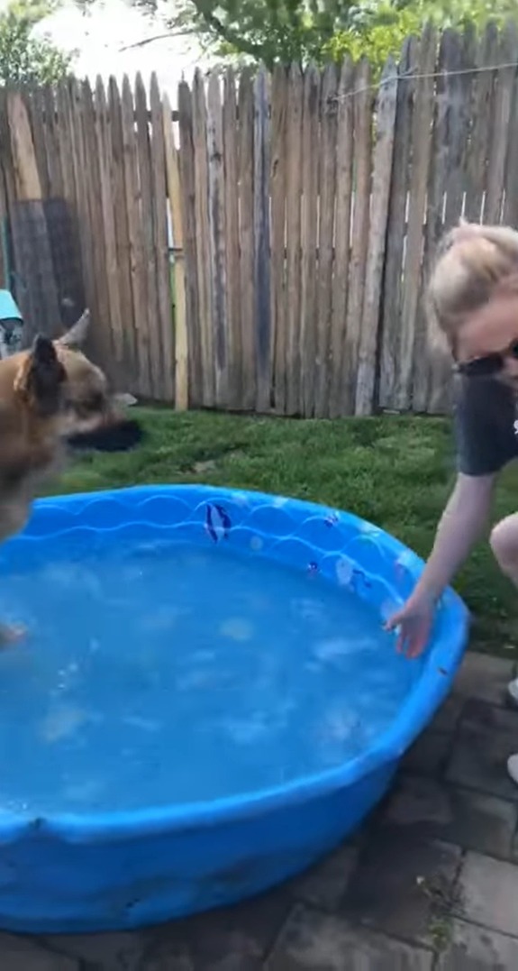 プールで飼い主さんと遊ぶシェパード。パシャパシャと水をかけられると、その直後まさかの行動に打って出ました・・！【アメリカ・動画】