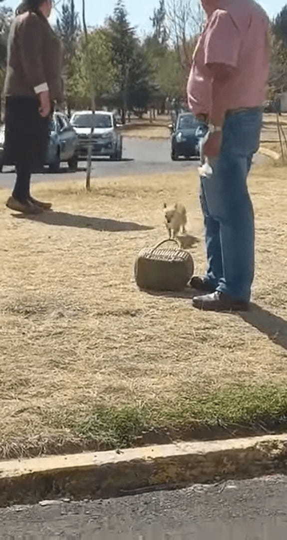 車通りも多い道路の脇をトコトコ歩く犬。まだまだお散歩をしたいように見えますが、飼い主さんの『ある行動』ですぐ帰る気になったようです！！