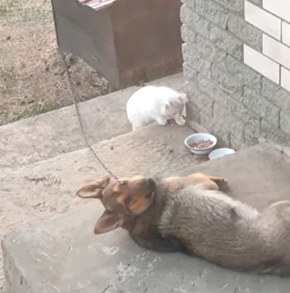 ワンコの餌を狙う猫ちゃん！果たして餌を盗ることはできるのか!?