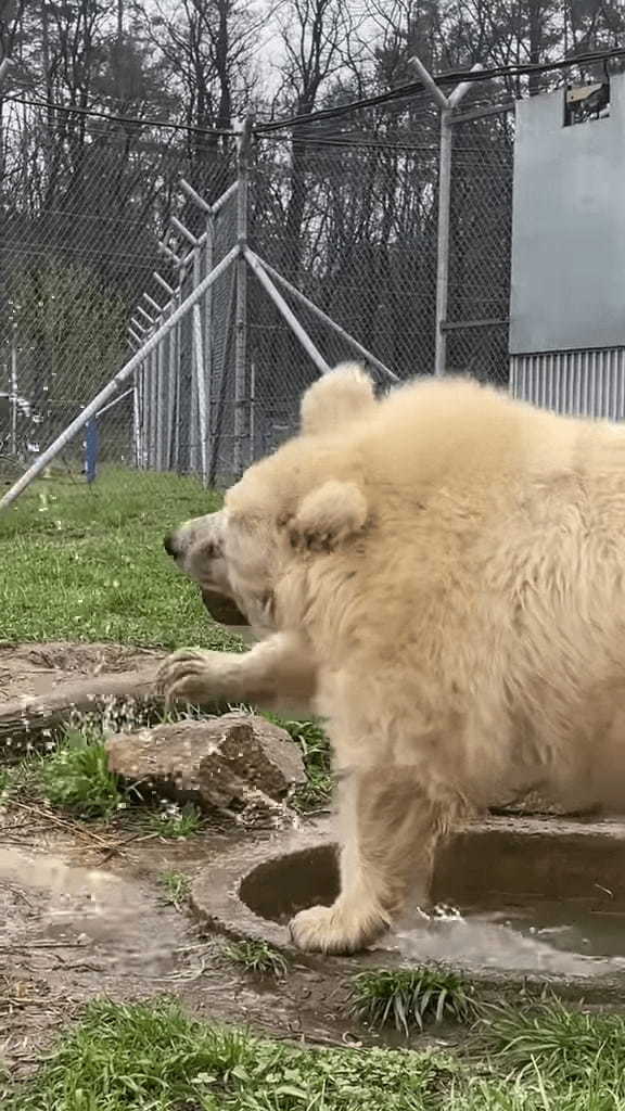 まるで土俵入り！？クマがプールで遊ぶ姿は、力士が土俵入りで塩撒きをしているかのような貫禄があります！！