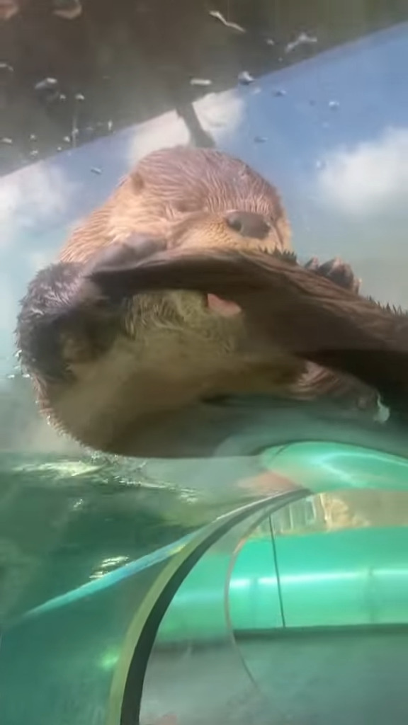 誕生日に最高の出会い！マイアミ動物園で水槽内から観察できるすべり台を進んでいくと・・、かわいいカワウソのレアな姿を発見！