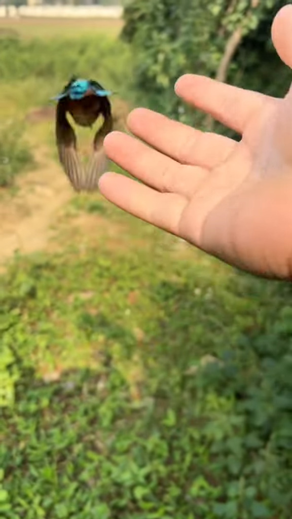 植物の茎になにか派手なものがくっついてる！！なにか虫なのか・・？と思ったら、「ある生き物」のピンチな状況でした！！