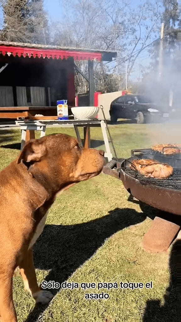 パパさんの言いつけ通りにBBQコンロを守る犬。お兄ちゃんたちが近付こうとすると・・【海外・動画】