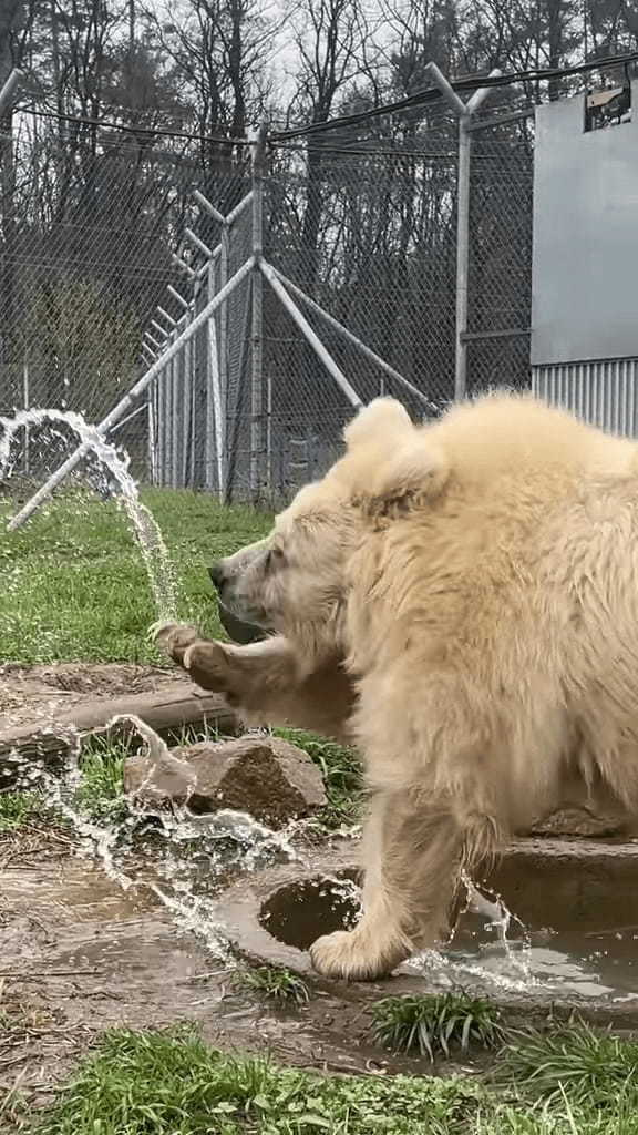 まるで土俵入り！？クマがプールで遊ぶ姿は、力士が土俵入りで塩撒きをしているかのような貫禄があります！！